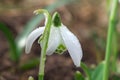 Snowdrop - Galanthus flore pleno