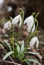 Snowdrop (Galanthus) flower at the forest