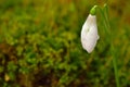 Snowdrop or galanthus flower on green moss background. Beautiful flower close-up. Copy space on the left Royalty Free Stock Photo