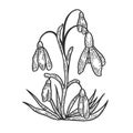 Snowdrop Galanthus flower sketch engraving vector