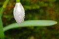 Snowdrop or galanthus flower on a soft background. Beautiful flower close-up Royalty Free Stock Photo