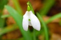 Snowdrop or galanthus flower on a soft green leaves background. Beautiful flower close-up Royalty Free Stock Photo