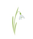 Snowdrop, galanthus flower. spring floral element for design Royalty Free Stock Photo