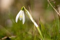 Snowdrop Galanthus in the garden Royalty Free Stock Photo