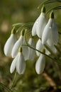 Snowdrop - Galanthus nivalis