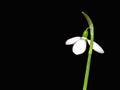 Snowdrop Galanthus nivalis