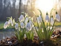 Snowdrop Galanthus nivalis