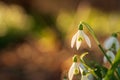 Snowdrop Galanthus nivalis backlit by sunrise. Beautiful background with bokeh and copy space. Blooming flowers in spring.