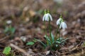 Snowdrop - Galanthus nivalis first spring flower. White flower with green leaves