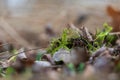 Snowdrop - Galanthus nivalis first spring flower. White flower with green leaves Royalty Free Stock Photo