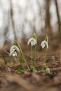 Snowdrop - Galanthus nivalis first spring flower. White flower with green leaves Royalty Free Stock Photo