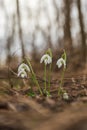 Snowdrop - Galanthus nivalis first spring flower. White flower with green leaves Royalty Free Stock Photo