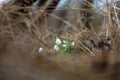 Snowdrop - Galanthus nivalis first spring flower. White flower with green leaves Royalty Free Stock Photo