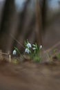 Snowdrop - Galanthus nivalis first spring flower. White flower with green leaves Royalty Free Stock Photo