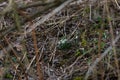 Snowdrop - Galanthus nivalis first spring flower. White flower with green leaves Royalty Free Stock Photo