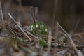 Snowdrop - Galanthus nivalis first spring flower. White flower with green leaves Royalty Free Stock Photo