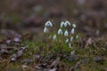 Snowdrop - Galanthus nivalis first spring flower. White flower with green leaves Royalty Free Stock Photo