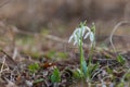 Snowdrop - Galanthus nivalis first spring flower. White flower with green leaves Royalty Free Stock Photo