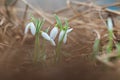 Snowdrop - Galanthus nivalis first spring flower. White flower with green leaves