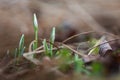 Snowdrop - Galanthus nivalis first spring flower. White flower with green leaves Royalty Free Stock Photo