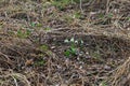 Snowdrop - Galanthus nivalis first spring flower. White flower with green leaves Royalty Free Stock Photo