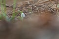 Snowdrop - Galanthus nivalis first spring flower. White flower with green leaves Royalty Free Stock Photo