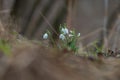 Snowdrop - Galanthus nivalis first spring flower. White flower with green leaves Royalty Free Stock Photo