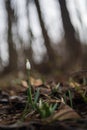 Snowdrop - Galanthus nivalis first spring flower. White flower with green leaves