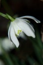 Snowdrop Royalty Free Stock Photo