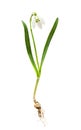 Flower white snowdrop Galanthus nivalis L. with bulb root on white background