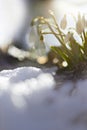Snowdrop (Galanthus nivalis) in the snow Royalty Free Stock Photo