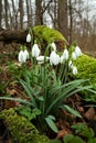 Snowdrop Galanthus nivalis Royalty Free Stock Photo