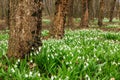 Snowdrop, Galanthus nivalis Royalty Free Stock Photo