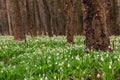 Snowdrop, Galanthus nivalis Royalty Free Stock Photo