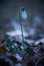 Snowdrop Galanthus nivalis at sunset Royalty Free Stock Photo