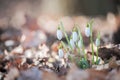 Snowdrop - Galanthus Royalty Free Stock Photo