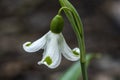 Snowdrop Galanthus plicatus `Trym`