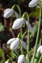 Snowdrop galanthus `S Arnott` Royalty Free Stock Photo