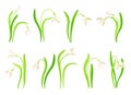 Snowdrop or Galanthus with White Drooping Bell Shaped Flower and Linear Leaves Vector Set Royalty Free Stock Photo