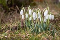 Snowdrop green grass