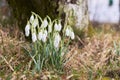 Snowdrop green grass