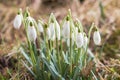 Snowdrop green grass