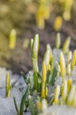 Snowdrop green sprout with ice and snow