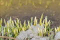 Snowdrop green sprout with ice and snow