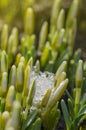 Snowdrop green sprout with ice and snow