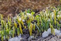 Snowdrop green sprout with ice and snow