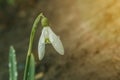 Snowdrop is growing in the ground. Spring Royalty Free Stock Photo