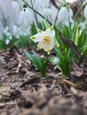 Snowdrop the harbinger of spring. Royalty Free Stock Photo