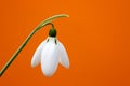 The snowdrop, the harbinger of spring. Royalty Free Stock Photo