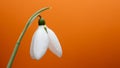 The snowdrop, the harbinger of spring.